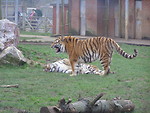 Free Stock Photo: Tigers playing in a zoo