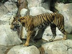 Free Stock Photo: A sumatran tiger walking across rocks