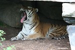 Free Stock Photo: A Siberian tiger yawning under a rock