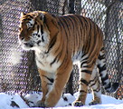 Free Stock Photo: A Siberian tiger walking by a fence in the snow