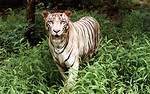 Free Stock Photo: A white tiger in the leaves