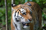 Free Stock Photo: Close-up of a tiger