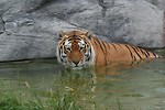 Free Stock Photo: A Siberian tiger swimming in water