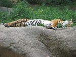 Free Stock Photo: An Indo-Chinese tiger sleeping on a rock