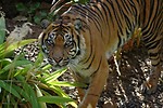 Free Stock Photo: A Sumatran tiger in the jungle