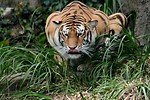Free Stock Photo: A tiger crouching in the grass