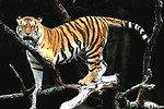 Free Stock Photo: A Siberian tiger walking on branches