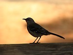 Free Stock Photo: Silhouette of a small bird