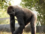 Free Stock Photo: Gorilla picking at grass