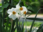 Free Stock Photo: White and yellow daffodil flowers