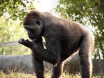 Free Stock Photo: Gorilla looking at its hand