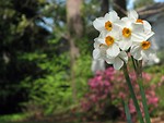 Free Stock Photo: White and yellow daffodil flowers