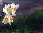 Free Stock Photo: White and yellow daffodil flowers