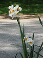 Free Stock Photo: White and yellow daffodil flowers