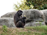 Free Stock Photo: Gorilla eating an orange