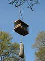 Free Stock Photo: A bird feeder hanging from a tree