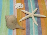 Free Stock Photo: Sea shells and a star fish on a blanket