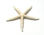 Free Stock Photo: A starfish isolated on a white background