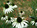 Free Stock Photo: A bunch of white coneflowers