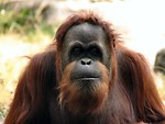 Free Stock Photo: Orangutan portrait