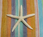Free Stock Photo: A starfish on a beach blanket