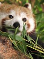 Free Stock Photo: Closeup of a red panda eating bamboo
