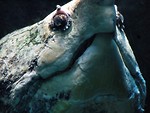 Free Stock Photo: Closeup of a giant sea turtle