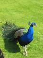 Free Stock Photo: A peacock on the grass