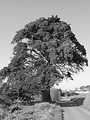 Free Stock Photo: A large tree on the side of a road