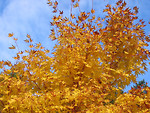 Free Stock Photo: Orange autumn tree leaves