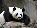Free Stock Photo: Panda resting on a log