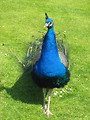 Free Stock Photo: A peacock on the grass