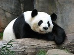 Free Stock Photo: Panda resting on a log