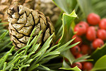 Free Stock Photo: Close-up of a pine cone and berries