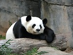 Free Stock Photo: A panda resting on a log