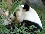 Free Stock Photo: Closeup of a panda in some bamboo