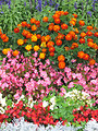 Free Stock Photo: Begonia and French marigold flowers