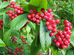 Free Stock Photo: Scarlet firethorn berries