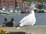 Free Stock Photo: A sea gull standing by the water