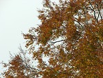 Free Stock Photo: Autumn leaves