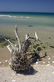 Free Stock Photo: A dried tree by the ocean
