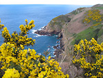 Free Stock Photo: Yellow flowers by the coast