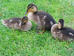 Free Stock Photo: A duck with ducklings in the grass