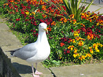 Free Stock Photo: A sea gull standing by flowers
