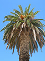 Free Stock Photo: Top of a palm tree