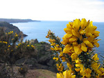 Free Stock Photo: Yellow flowers by the coast