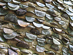 Free Stock Photo: Coins hammered into a trunk