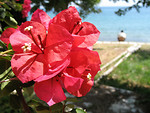 Free Stock Photo: Close-up of a red flower by the water