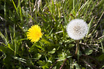 Free Stock Photo: Dandelions in the grass