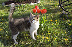 Free Stock Photo: A cat standing by red tulips